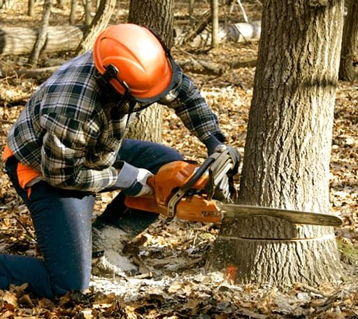 Tree Removal in Bloomington Springs, TN